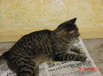 Tiggy